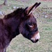 Little Donkey by jamibann