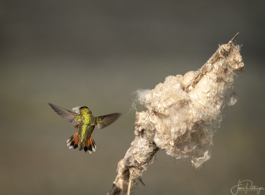 Nest Building by jgpittenger