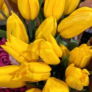 27th Mar 2019 - Yellow tulips