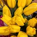 Yellow tulips by shutterbug49