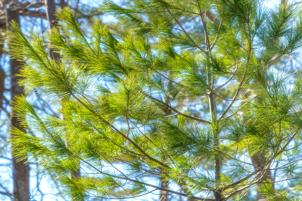 pine needles by jernst1779