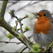 Another singing robin by rosiekind