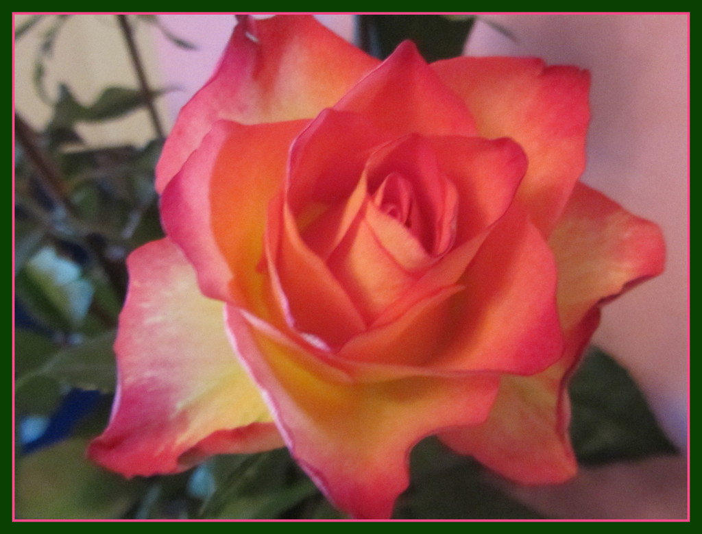 A beautiful rose. by grace55