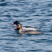 red-breasted merganser by rminer