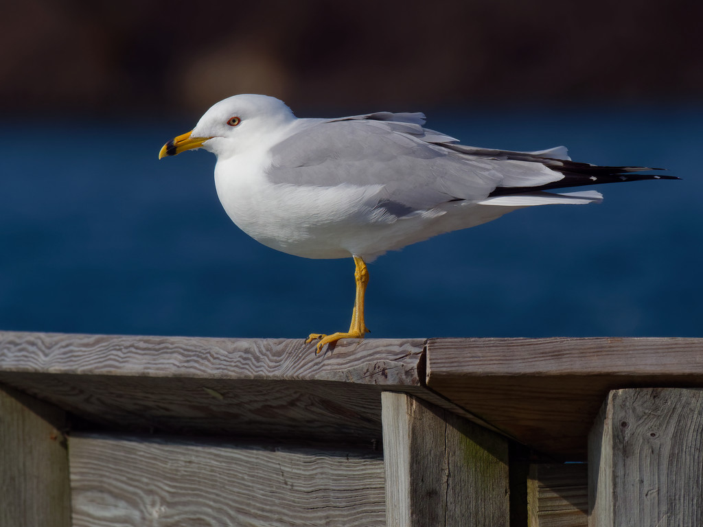 ring-billed gull by rminer