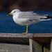 ring-billed gull by rminer