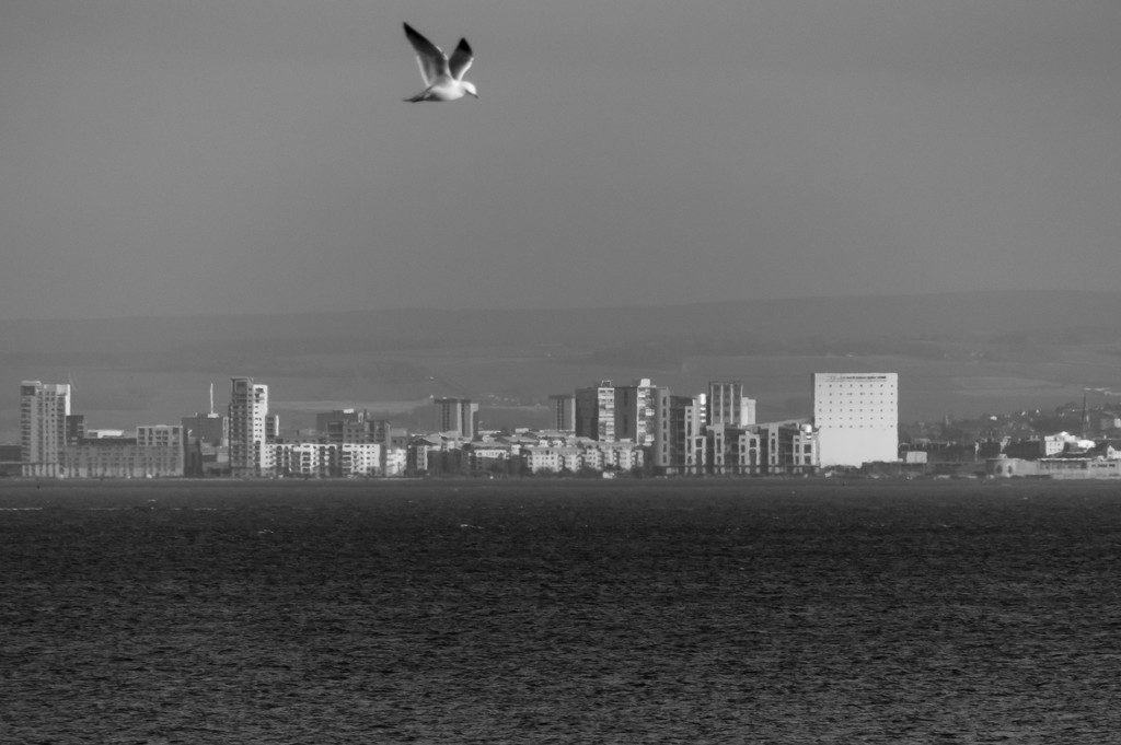 Looking across to Edinburgh - oh and a bird! by frequentframes