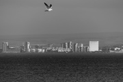 27th Mar 2019 - Looking across to Edinburgh - oh and a bird!