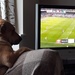watching the football match by arthurclark