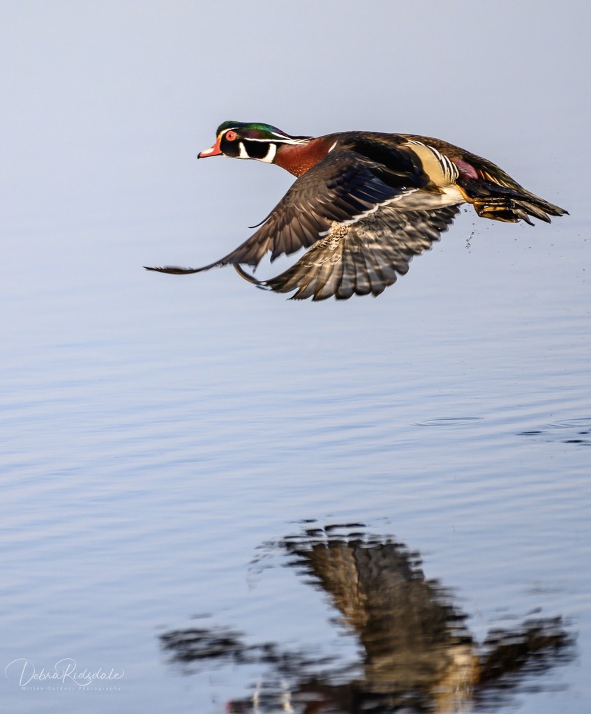 Wood Duck...What a way to start the day! by dridsdale