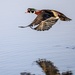 Wood Duck...What a way to start the day! by dridsdale