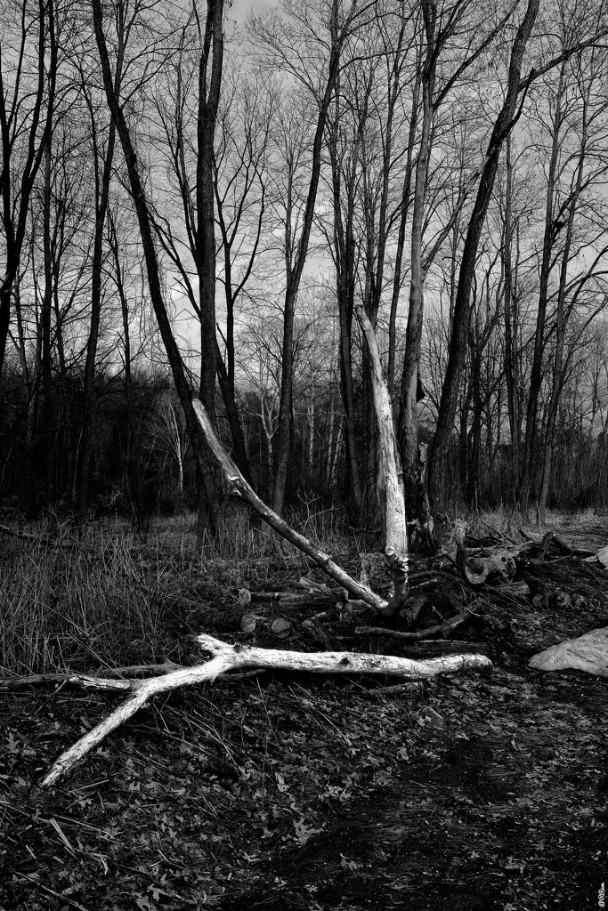 Dead Wood by ramr