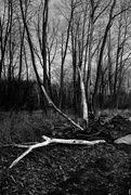 27th Mar 2019 - Dead Wood