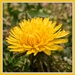 No Rainbow is Complete Without the Yellow Dandelion by milaniet