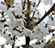 27th Mar 2019 - Cherry blossom 