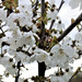 Cherry blossom  by bigmxx