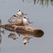 Forster's Terns by nicoleweg