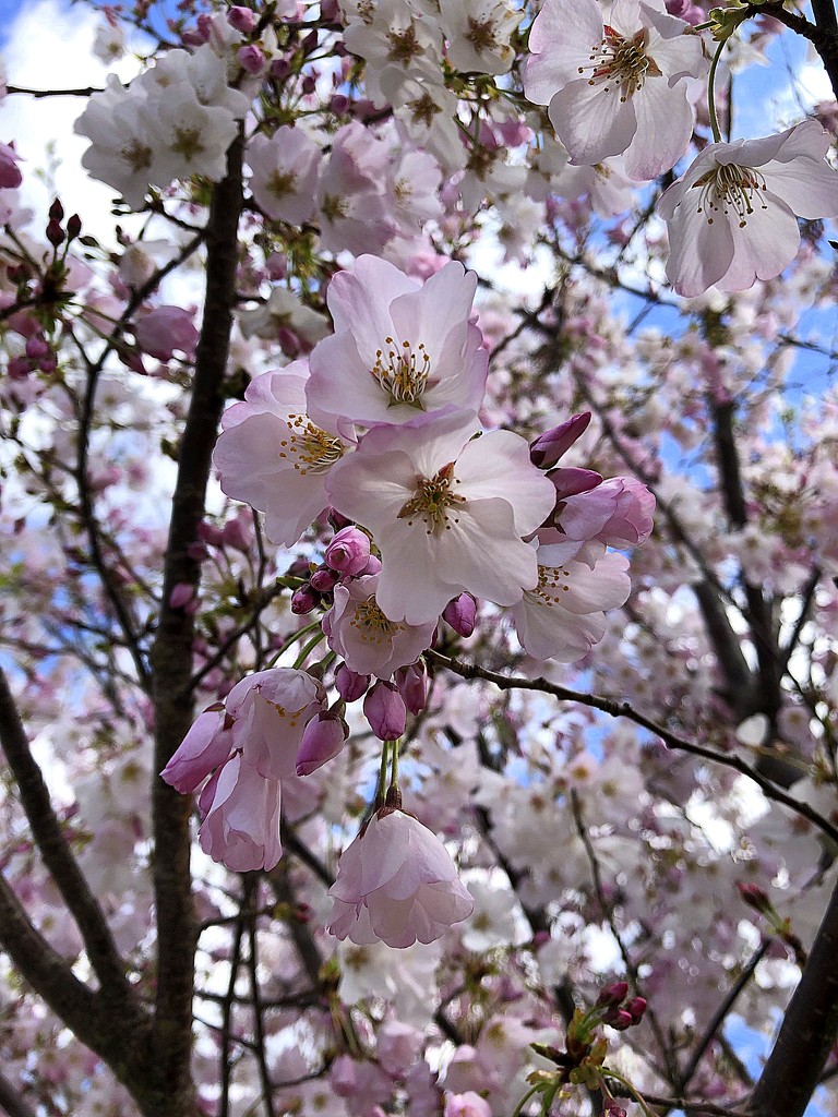 Lots of cherry blossoms by homeschoolmom