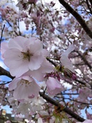 27th Mar 2019 - Cherry blossoms are so pretty