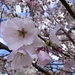 Cherry blossoms are so pretty by homeschoolmom