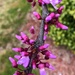 Redbuds are blooming by homeschoolmom