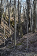 27th Mar 2019 - Early Spring in Ohio