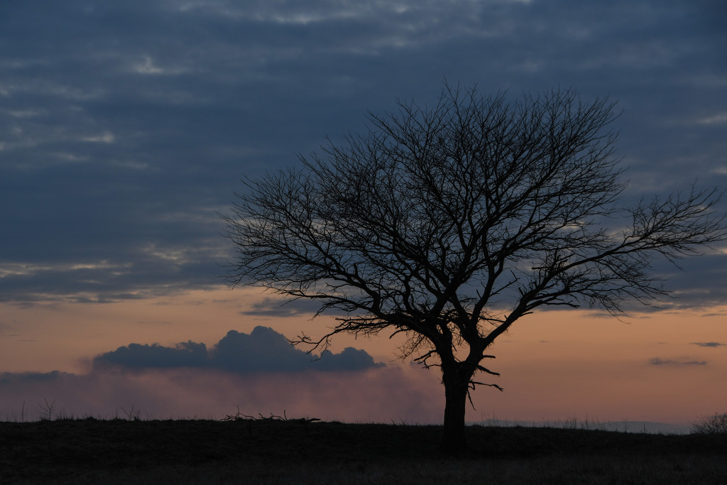 Smoke, Clouds, and a Tree by kareenking
