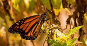 27th Mar 2019 - First Monarch Butterfly Photo!