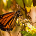 First Monarch Butterfly Photo! by rickster549