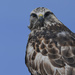 Rough-Legged hawk by kareenking