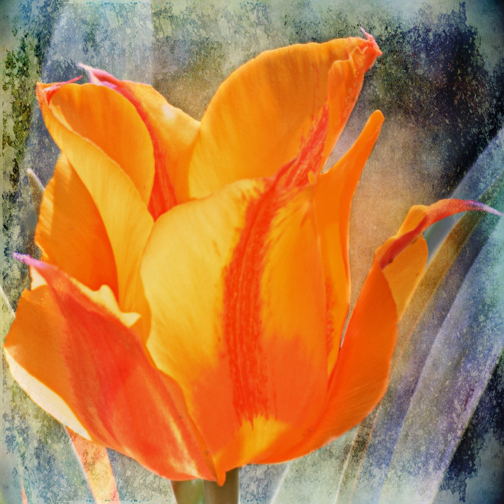 Orange Tulip by dsp2