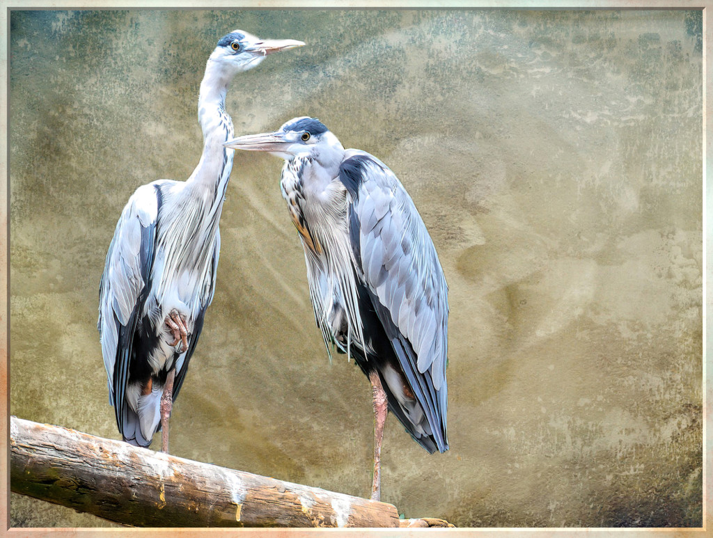 Herons with a texture by ludwigsdiana
