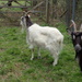 Goats by mattjcuk