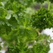 parsley in a pot by quietpurplehaze