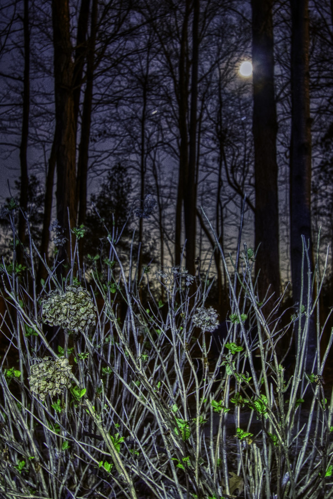  Moonlight Hydrangea by kvphoto