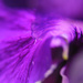 purple by marijbar