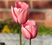 28th Mar 2019 - First Tulips in Flower
