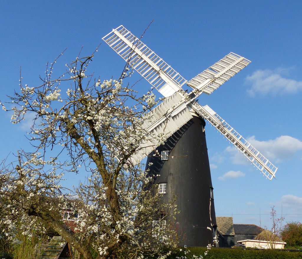 Apple Blossom with Windmill behind by foxes37