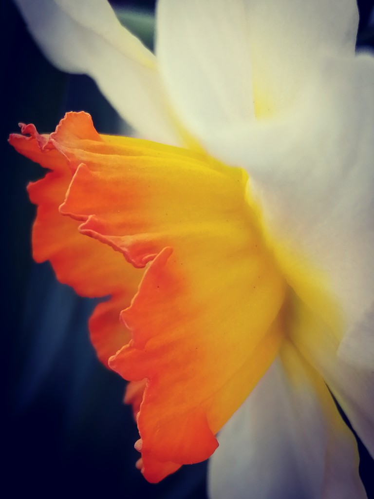 Narcissus by flowerfairyann