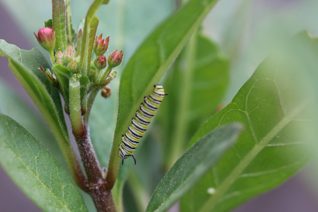 Milkweed - with Monarch caterpillar by ingrid01