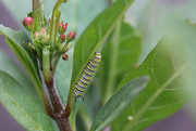 28th Mar 2019 - Milkweed - with Monarch caterpillar
