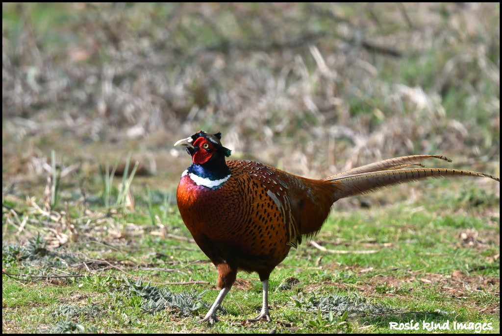 Lovely pheasant by rosiekind