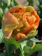 28th Mar 2019 - First tulip