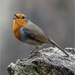 Robin Song by pcoulson