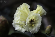 28th Mar 2019 - Himalayan Rhododendron Open