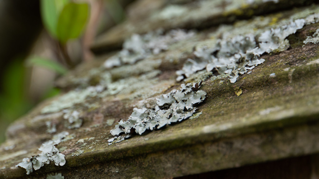 Lichen on the roof by randystreat