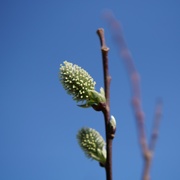29th Mar 2019 - pussy willow and bokeh... 