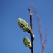 pussy willow and bokeh...  by quietpurplehaze