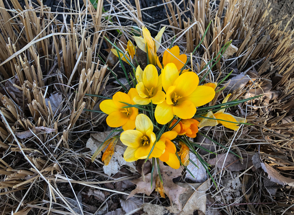 Yellow Crocus by loweygrace