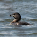 pied-billed grebe by rminer